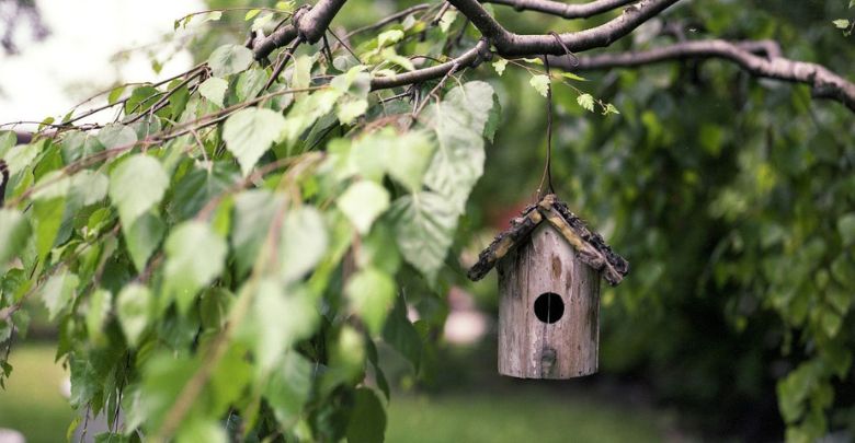 casina di legno sull'albero