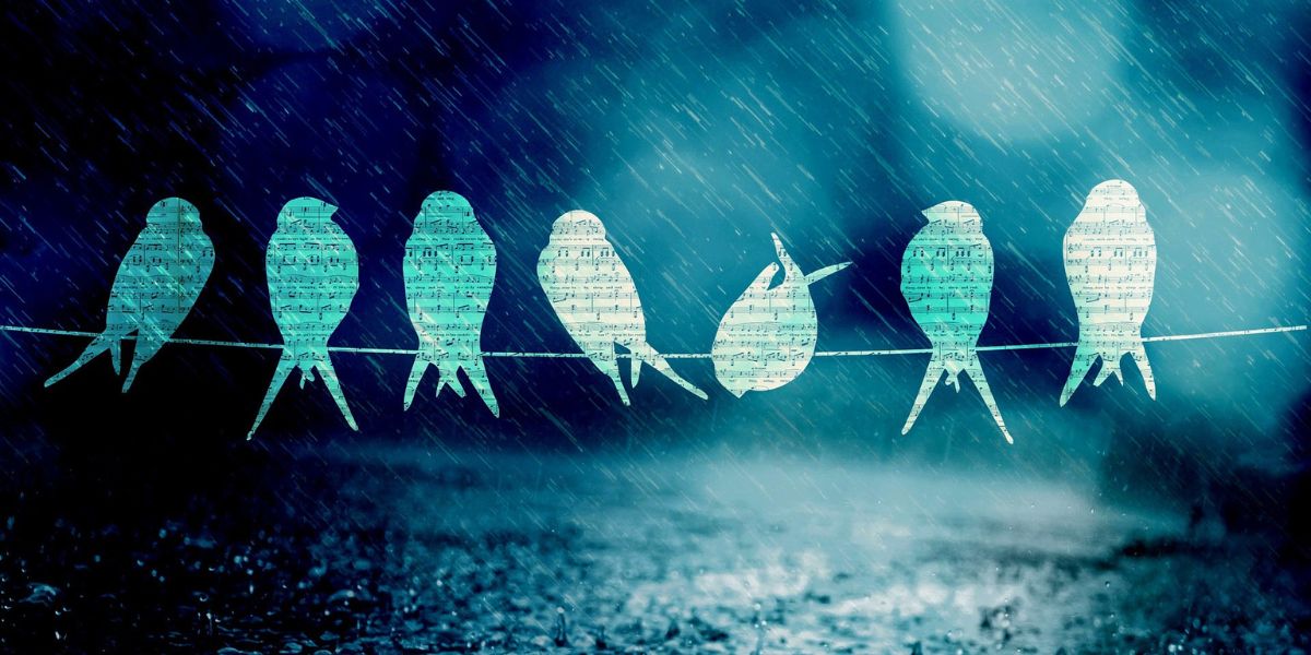 uccellini allineati sotto la pioggia